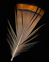 Chinese Golden Pheasant (Chrysolophus pictus) nape feather against black background.