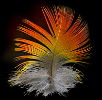 Catalina Macaw contour feather against black background. Hybrid species between Blue and Gold Macaw and Scarlet Macaw.