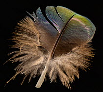 Catalina Macaw contour feather against black background. Hybrid species between Blue and Gold Macaw and Scarlet Macaw.