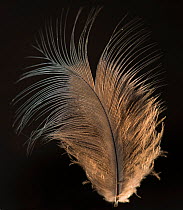 Blue Crown Pigeon (Goura) contour feather against black background.