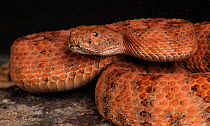 Speckled Rattlesnake (Crotalus mitchellii pyrrhus) San Diego County, captive