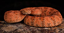 Speckled Rattlesnake (Crotalus mitchellii pyrrhus)  San Diego County, captive