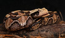 Gabon Viper (Bitis gabonica) Captive