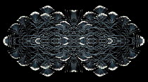 Kaleidoscope pattern formed from picture of Victoria crowned pigeon (Goura victoria) crest feathers. See original image number 01482818.