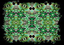 Kaleidoscope pattern formed from picture of Veiled Chameleon (Chamaeleo calyptratus) scales and face. See original image number 01482819.