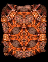 Kaleidoscope pattern formed from picture of Tarantula. See original image number 01482820.