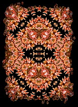 Kaleidoscope pattern formed from picture of Spiny Flower Mantis (Pseudocreobotra wahlbergii), pink form. See original image number 01482821.