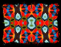 Kaleidoscope pattern formed from picture of Scarlet-chested parrot (Neophema splendida) plumage.