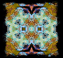 Kaleidoscope pattern formed from picture of Scarlet-chested parrot (Neophema splendida) plumage.