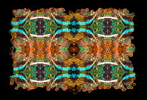 Kaleidoscope pattern formed from picture of Panther Chameleon (Furcifer pardalis) scales. See original image number 01482823.