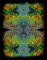 Kaleidoscope pattern formed from picture of Nicobar Pigeon (Caloenas nicobarica) feathers.