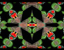 Kaleidoscope pattern formed from picture of Moustache Parakeet (Psittacula alexandri) plumage.