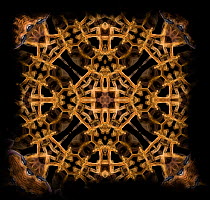 Kaleidoscope pattern formed from picture of Leaf Tail Gecko (Uroplatus lineatus) legs and tongue cleaning eye. See original image number 01395955.