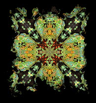 Kaleidoscope pattern formed from picture of Green Tree Python (Morelia viridis) face. Restricted for Editorial use until December 2015