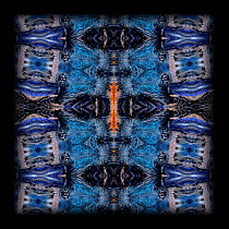 Kaleidoscope pattern formed from picture of Green bottle blue tarantula  (Chromatopelma cyaneopubescens). See original image number 01194383.