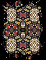 Kaleidoscope pattern formed from picture of Rhinoceros viper (Bitis nasicornis) scales. See original image number 01482824.