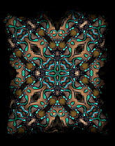 Dart Frog Kaleidoscope pattern formed from picture of Blue poison dart frog (Dendrobates auratus). See original image number 01194344.