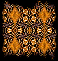 Kaleidoscope pattern formed from picture of Centipede (Chilopoda sp)