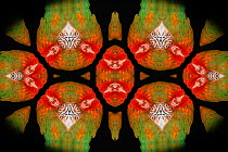 Kaleidoscope pattern formed from picture of Catalina Macaw feathers, hybrid of Blue-and-yellow Macaw x Scarlet Macaw.
