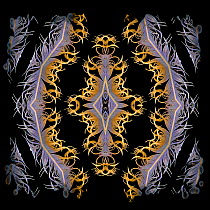 Kaleidoscope pattern formed from picture of Blue-and-yellow Macaw (Ara ararauna) feather. See original image number 01471792.