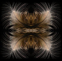 Kaleidoscope pattern formed from picture of Blue crown pigeon (Goura) feathers. See original image number 01482826.