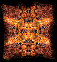 Kaleidoscope pattern formed from picture of Bearded Dragon (Pogona) scales, including scales from around ears.
