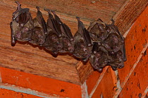 Leaf nosed bats (Phyllostomidae) roosting in corner of a building, Serra Bonita Private Natural Heritage (RPPN Serra Bonita), Camacan, Southern Bahia State, Eastern Brazil.