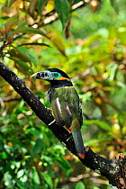 Male Spot-billed Toucanet (Selenidera maculirostris) in montane Atlantic Rainforest of Serra Bonita Private Natural Heritage (RPPN Serra Bonita), Camacan, Southern Bahia State, Eastern Brazil.