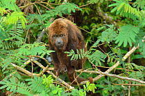 Northern Brown Howler monkey (Alouatta guariba guariba), lowland Atlantic Rainforest of Southern Bahia, Southern Bahia State, Eastern Brazil. Endangered species.
