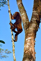 Northern Brown Howler monkey (Alouatta guariba guariba), climbing branch, lowland Atlantic Rainforest of Southern Bahia, Southern Bahia State, Eastern Brazil.