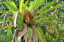 Coati (Nasua nasua) foraging in a bromeliad, montane Atlantic Rainforest, Serra Bonita Private Natural Heritage Reserve (RPPN Serra Bonita), municipality of Camacan, Southern Bahia State, Eastern Braz...