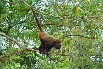 Howler monkey (Alouatta sp) climbing through trees using prehensile tail, Atlantic Rainforest, Serra Bonita Private Natural Heritage Reserve (RPPN Serra Bonita) southern Bahia State, Eastern Brazil.