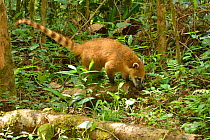 Ring-tailed coati (Nasua nasua) foraging, Serra Bonita Private Natural Heritage Reserve (RPPN Serra Bonita), Camacan, Southern Bahia State, Eastern Brazil.
