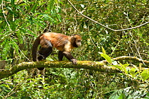 Yellow-breasted Capuchin monkey, or Buff-headed Capuchin monkey (Sapajus xanthosternos) montane Atlantic Rainforest, Serra Bonita Private Natural Heritage Reserve (RPPN Serra Bonita), Camacan, Souther...