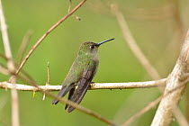 Hummingbird (Trochilidae) Serra Bonita Private Natural Heritage Reserve (RPPN Serra Bonita), Camacan, Southern Bahia State, Eastern Brazil.