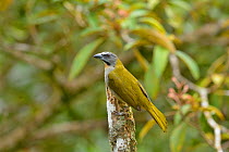 Buff-throated Saltator (Saltator maximus) montane Atlantic Rainforest, Serra Bonita Private Natural Heritage Reserve (RPPN Serra Bonita), Camacan, Southern Bahia State, Eastern Brazil.