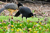 Male Bare-faced Curassow (Crax fasciolata) foraging on the margin of Pixaim River with female, Pantanal of Mato Grosso, Mato Grosso State, Western Brazil.