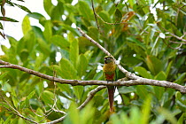 Maroon-bellied parakeet (Pyrrhura frontalis) perched on branch, Serra Bonita Private Natural Heritage Reserve (RPPN Serra Bonita), Camacan, Southern Bahia State, Eastern Brazil.