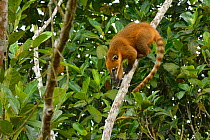 Ring tailed coati (Nasua nasua) climbing tree, Serra Bonita Private Natural Heritage Reserve (RPPN Serra Bonita), Camacan, Southern Bahia State, Eastern Brazil.