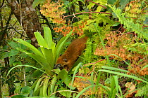 Ring tailed coati (Nasua nasua) foraging in bromeliad, Serra Bonita Private Natural Heritage Reserve (RPPN Serra Bonita), Camacan, Southern Bahia State, Eastern Brazil.