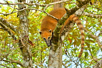 Ring tailed coati (Nasua nasua) climbing tree, Serra Bonita Private Natural Heritage Reserve (RPPN Serra Bonita), Camacan, Southern Bahia State, Eastern Brazil.