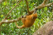 Ring tailed coati (Nasua nasua) climbing tree,Serra Bonita Private Natural Heritage Reserve (RPPN Serra Bonita), Camacan, Southern Bahia State, Eastern Brazil.