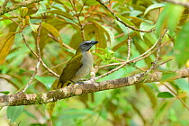 Buff-throated Saltator (Saltator maximus) montane Atlantic Rainforest, Serra Bonita Private Natural Heritage Reserve (RPPN Serra Bonita), Camacan, Southern Bahia State, Eastern Brazil.