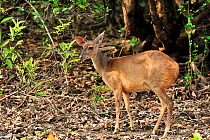 Red Brocket Deer (Mazama americana) at Pixaim River, Pantanal of Mato Grosso, Mato Grosso State, Western Brazil.