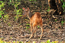 Red Brocket Deer (Mazama americana) at Pixaim River, Pantanal of Mato Grosso, Mato Grosso State, Western Brazil.