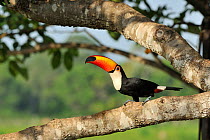 Toco Toucan (Ramphastos toco) on tree, Santa Teresa Farm, near the Pixaim River, Pantanal, Mato Grosso State, Western Brazil.