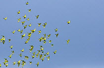 Flock of Peach-fronted Parakeet (Aratinga aurea) in flight, Serra da Canastra National Park,Cerrado Region, Minas Gerais State, Southeastern Brazil