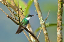 White-throated hummingbird (Leucochloris albicollis) Atlantic Rainforest, Serrinha do Alambari Environmental Protection Area, Resende, Rio de Janeiro, State, Southeastern Brazil.