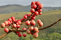 Fruits of 'Canjerana' tree (Cabralea canjerana) at Sao Roque de Minas town, near Serra da Canastra National Park, Cerrado region, Minas Gerais State, Southeastern Brazil