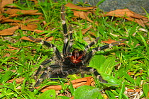 Tarantula (Theraphosidae) Serra Bonita Private Natural Heritage Reserve (RPPN Serra Bonita), Camacan, Southern Bahia State, Eastern Brazil.